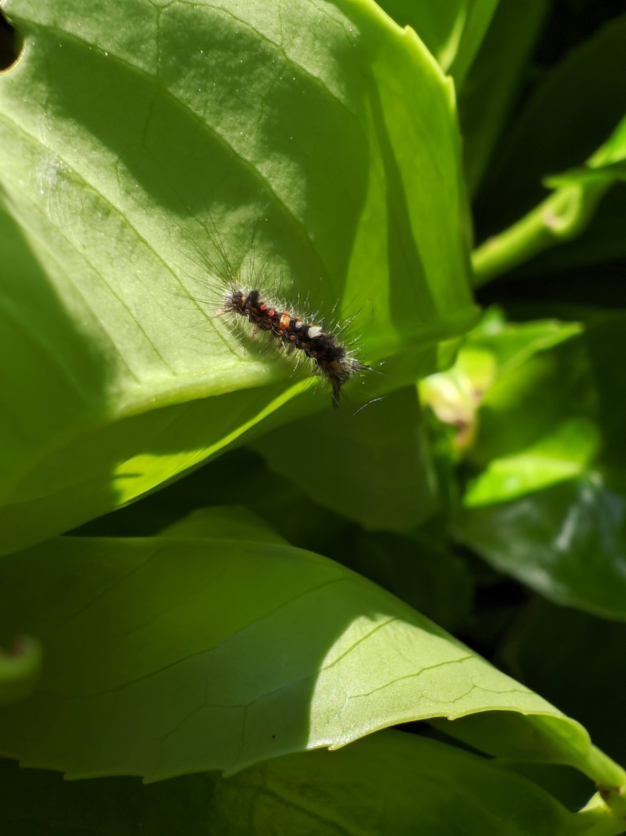 Makrofotografie 🐜🦟 #VivoX90ProPlus