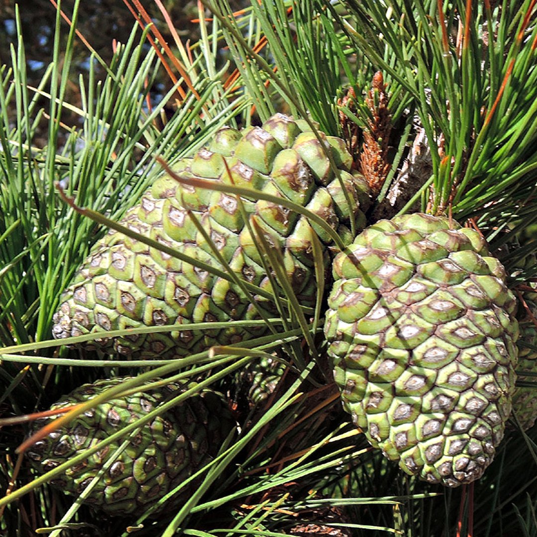 neiker_BRTA's tweet photo. 👏Zorionak gure lankide Mikel Hurtadori, “New insights on radiata #pine genetics for breeding purposes” tesiagatik!

🌲Bere lana intsinis #pinua-ren #genetika aztertzera bideratu da, ugalketari begirako helburuekin. https://t.co/l7BjS5iAia