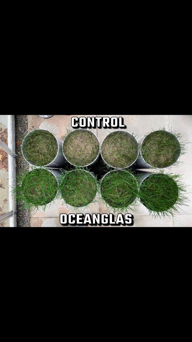 ☀️ Surviving the sun! See how OceanGlas ensures turfgrass survival and healthier growth in demanding water conditions 🌱 Backed by Research &amp; Data! #DroughtStress #WaterSolutions #OceanGlas