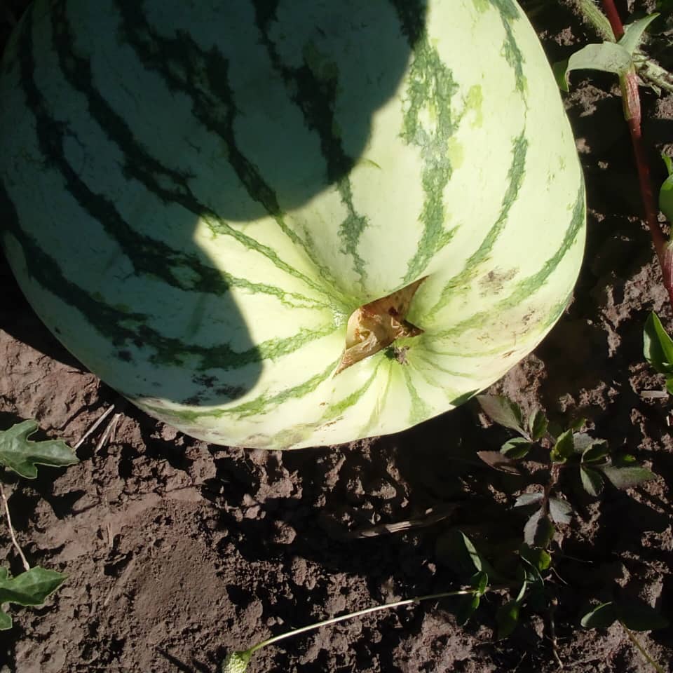 Pembejeo_Agric's tweet photo. Hii ni #RAPTURING..... Yaani kupasuka kwa Tunda.
Hiyo ni Changamoto inayotokana na sababu zifuatazo:-
1. Joto la Ndani ya Tunda kuwa kubwa kuliko lile la Nje ya Tunda (Kitaalam tunasema Temperature regulation).
2. Mpangilio usio kuwa wa Uhakika wa Umwagiliaji mwishowe hupelekea https://t.co/F6oNEXFZQZ
