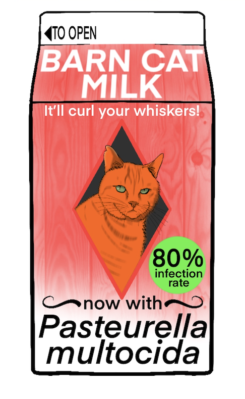 This week's topic: Cat bites. Accounts for ~10% of mammalian bites with 80% of bites becoming infected (Pasteurella multocida). Consider x-ray for deep wounds -&gt; high risk for missing foreign bodies (teeth). 

#emergencymedicine #EMBoards #myemcert #medtwitter
