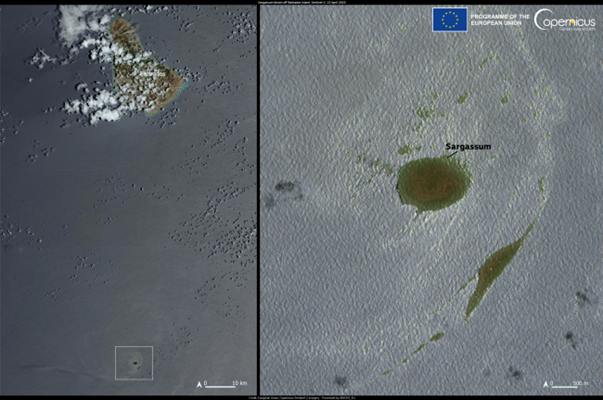 DYK❓
#Sargassum can cause serious harm to the marine environment🐟 &amp; tourism industry🏖️

Our #CopernicusMarine Service is funding the SODA research project, paving the way for new products for monitoring and response to sargassum invasions

Read more at 👇e.copernicus.eu/Marine_Sargass…
