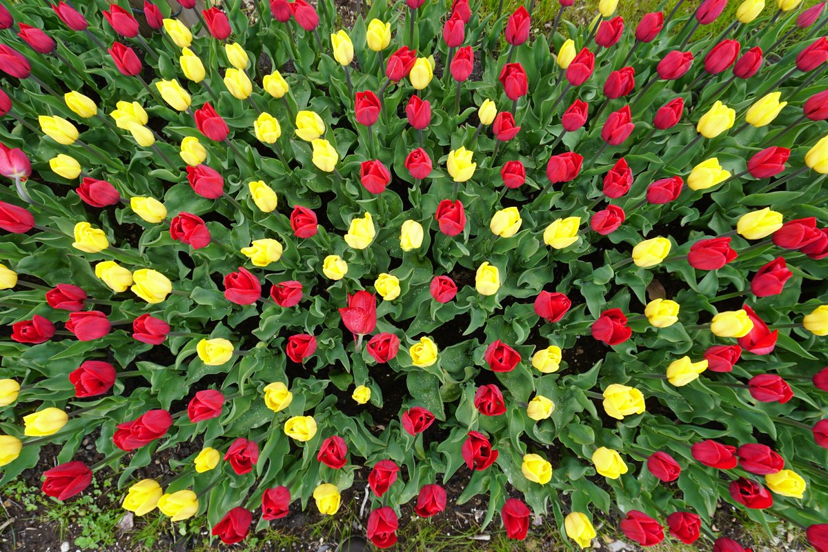 Town_BayRoberts's tweet photo. Here's a taste of what you'll see this weekend as part of the #NewfoundlandTulipFestival! ππ
It certainly brightens a dark day!
#BayRobertsInBloom @cibcef @EddieSheerr @CBCNL https://t.co/X2WDceEb8p