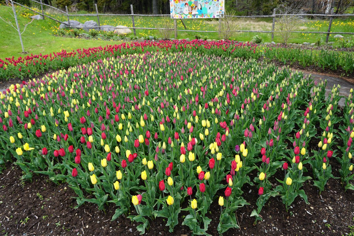 Town_BayRoberts's tweet photo. Here's a taste of what you'll see this weekend as part of the #NewfoundlandTulipFestival! ππ
It certainly brightens a dark day!
#BayRobertsInBloom @cibcef @EddieSheerr @CBCNL https://t.co/X2WDceEb8p