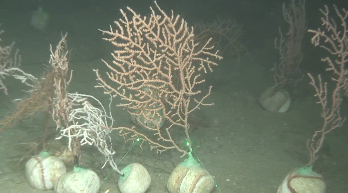 BiologiaUB's tweet image. 🌊 El projecte #LifeEcorest allibera al litoral català més de 250 corals i gorgònies recuperats amb la col·laboració del sector pesquer.

🐚 Iniciativa de restauració d'hàbitats marins de l'@ICMCSIC amb la participació de #BiologiaUB-@IRBioUB. 

ub.edu/portal/web/bio…