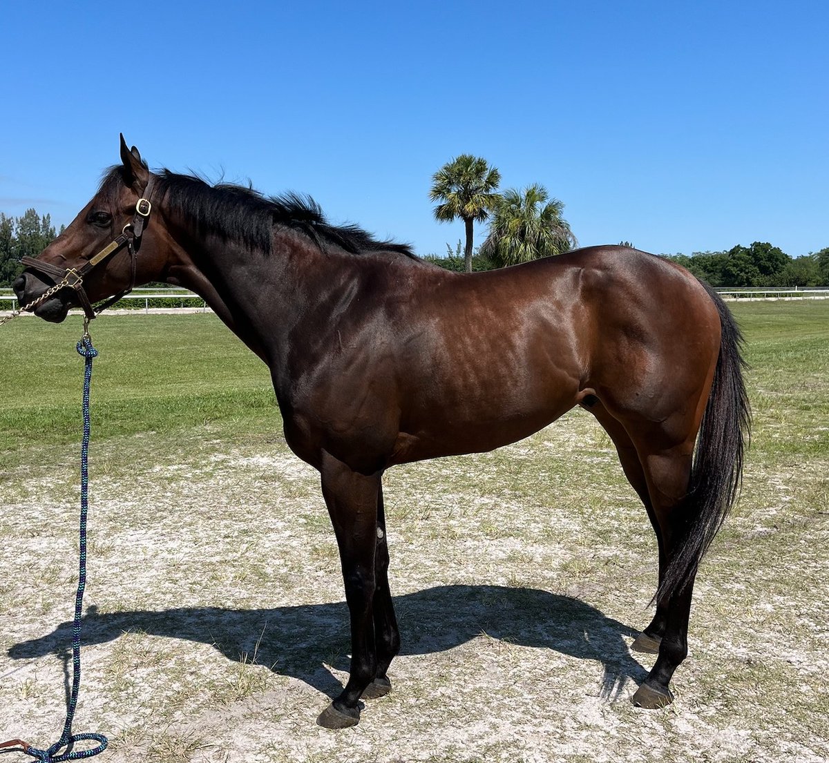 We are pleased to share that we have received three new stunning OTT Thoroughbreds through the TAA Program with Thoroughbred Aftercare Alliance.

We are pleased to introduce Inevitable Me, Miss Tones and Surprise Payoff! ☺️