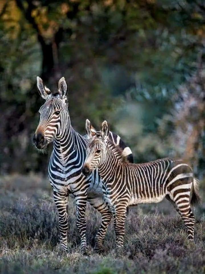 NATURALEZA (@naturalezav3) on Twitter photo 