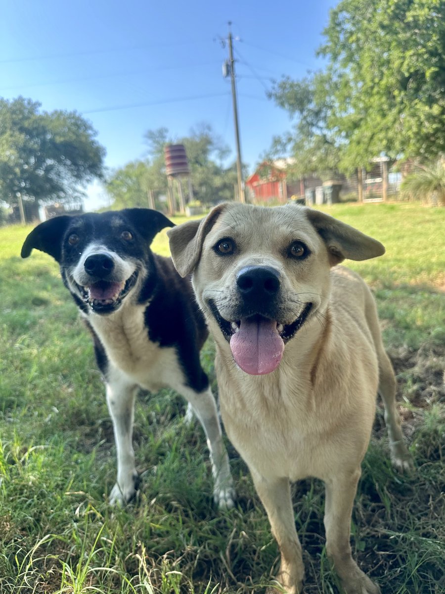 Adopt a senior dog like Anna (L) or younger Buckley.  #adoptdontshop #dogsarefamily #dogsarelove