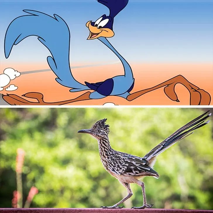 #LesSavoirsInutiles Le Grand Géocoucou est devenu connu après la création de Bip Bip en 1948. Pq le personnage fait ce bruit ? Chuck Jones, le créateur, s’est inspiré de l'un de ses collègues qui passait son tps à courir dans le bureau en faisant Meep-Meep pour imiter un klaxon😂