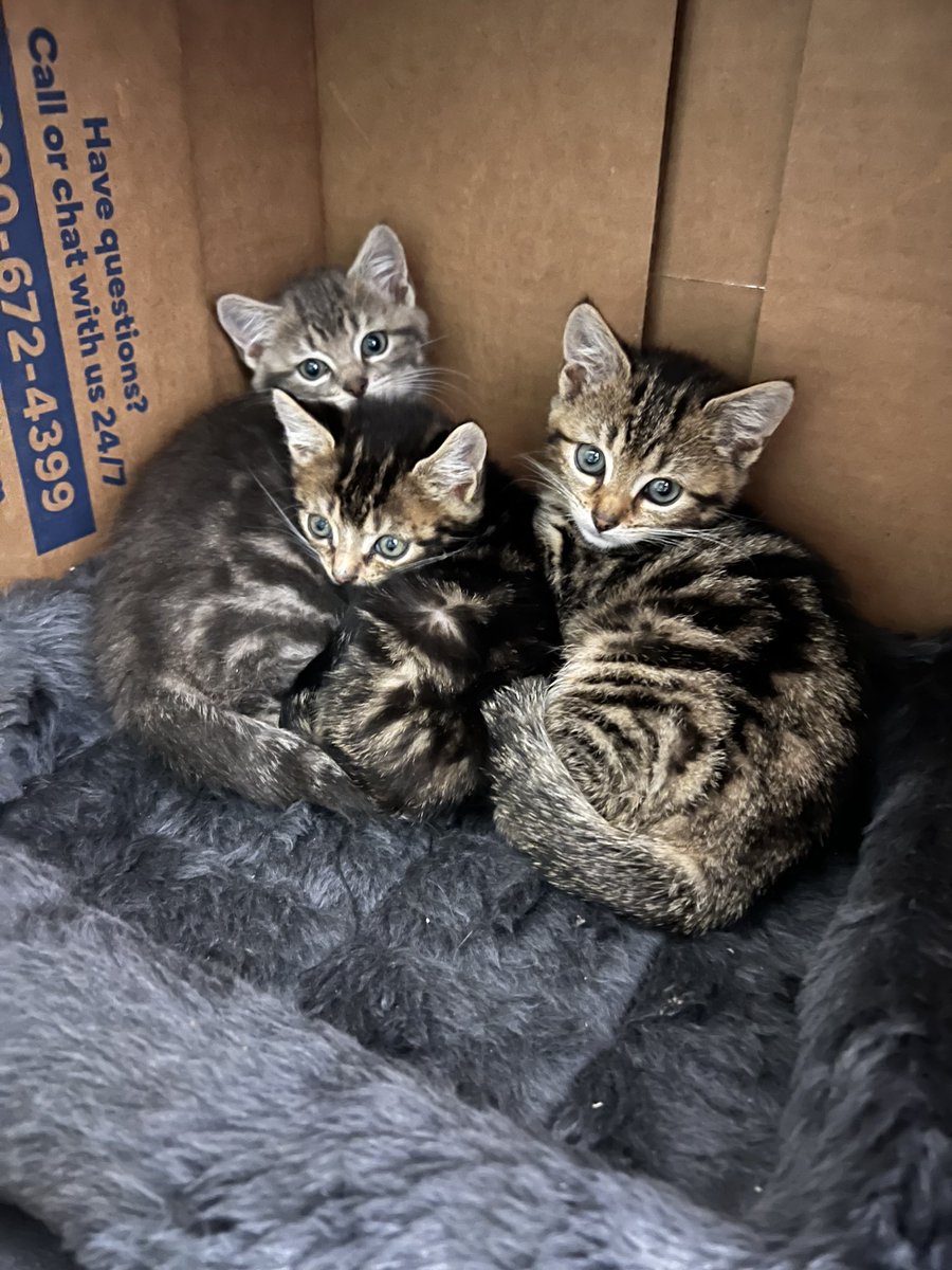 We desperately need your help #catoftwitter. We have received an influx of kittens and need supplies to get them healthy and on their way to being adopted. Please checkout our Amazon wishlist. We are in need right now if the items listed as highest priority. Any donations would
