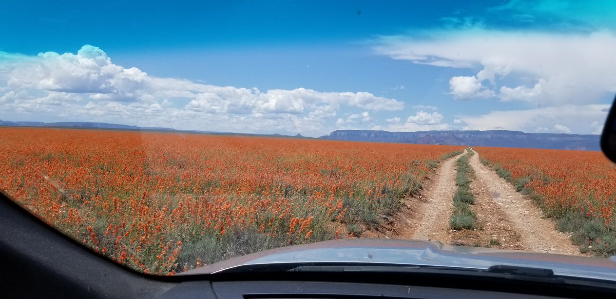 What a commute!! #USGS_SBSC researchers drove through this globemallow #superbloom on route to #fieldwork.

'A flower does not use words to announce its arrival to the world; it just blooms.' — Matshona Dhliwayo

#WildflowerWednesday

📸 by Eric Frye, USGS, SBSC