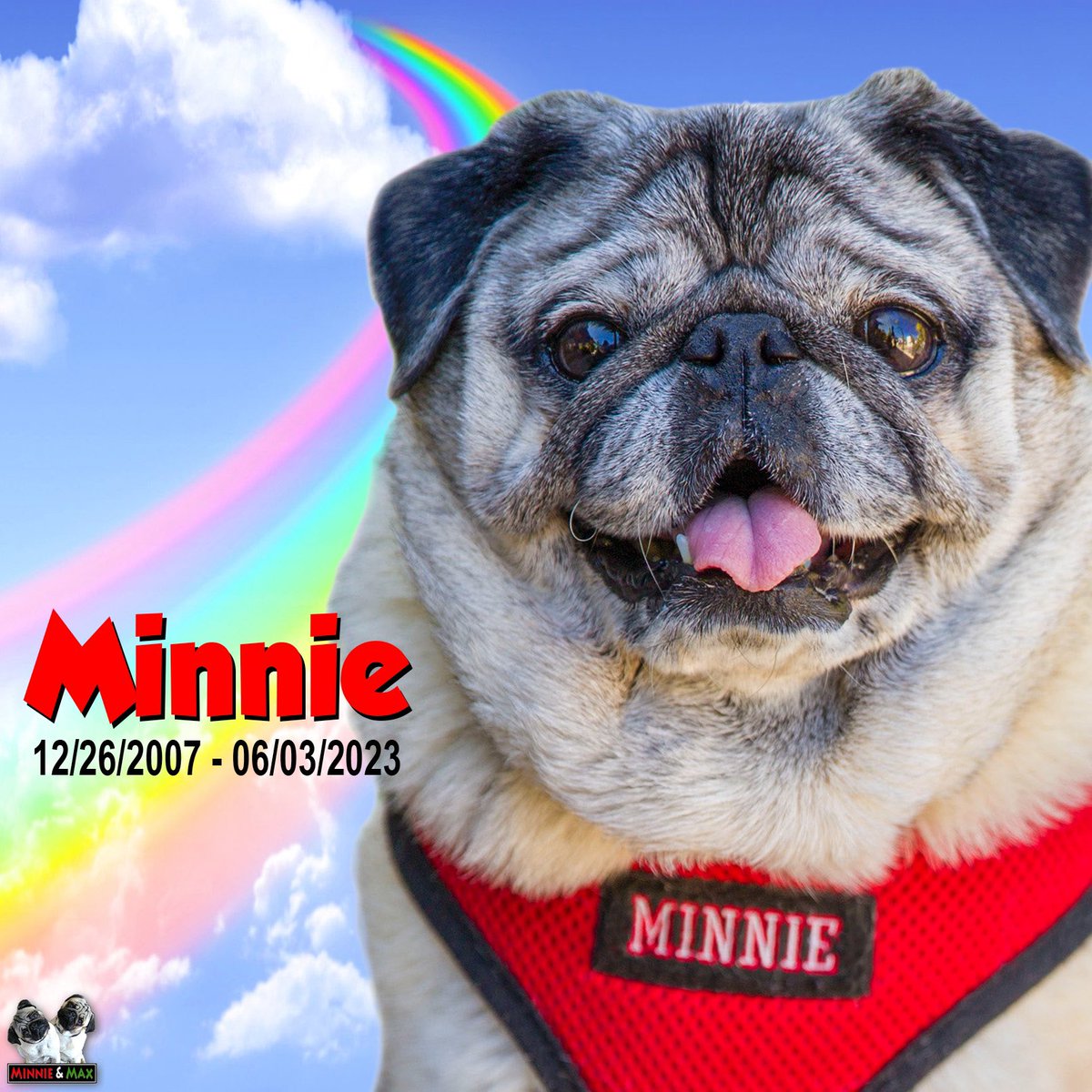 MaggieMiloPugs's tweet photo. It is with deep sadness and profound sorrow that we inform you of the passing of our precious pug, Minnie. She was 15 ½. 

Minnie and Max. Born together, friends forever. 🌈❤💚

Please join us in making a small donation to @TinyPawsPugResc.
https://t.co/leRqpHTjzv https://t.co/TVNxqJCjQu