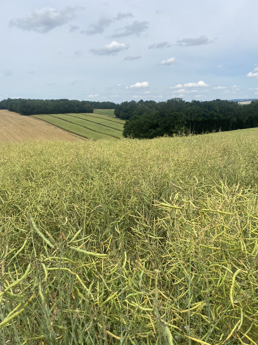 Seedsman1986's tweet photo. Looking at #hybrid #rapeseed production in southern 🇫🇷- nice to also look at a couple of other species! #alwayslearning #hybrid #combiningexcellence https://t.co/qA0FO1Dk5D