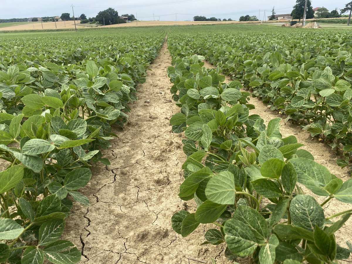 Seedsman1986's tweet photo. Looking at #hybrid #rapeseed production in southern 🇫🇷- nice to also look at a couple of other species! #alwayslearning #hybrid #combiningexcellence https://t.co/qA0FO1Dk5D