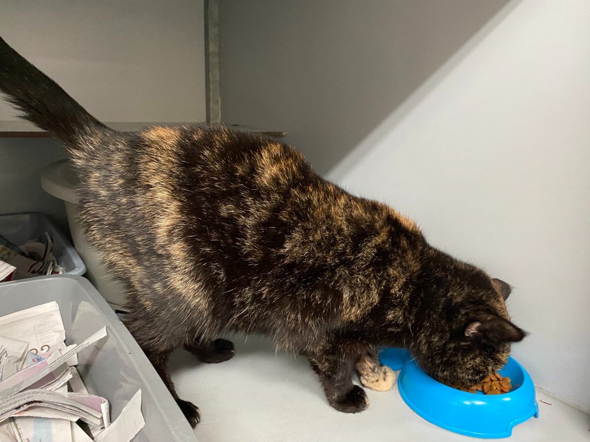 Mensen, schildpadje 12 jaar is uit haar reismandje ontsnapt op weg naar de dierenarts! Buurt Weesperzijde, in de Scholenbrugstraat, A`dam. DramaDrama, haar huisgenote is stuk. Ze gaat straks flyeren, maar Internet is sneller vandaar deze tweet. RT please.