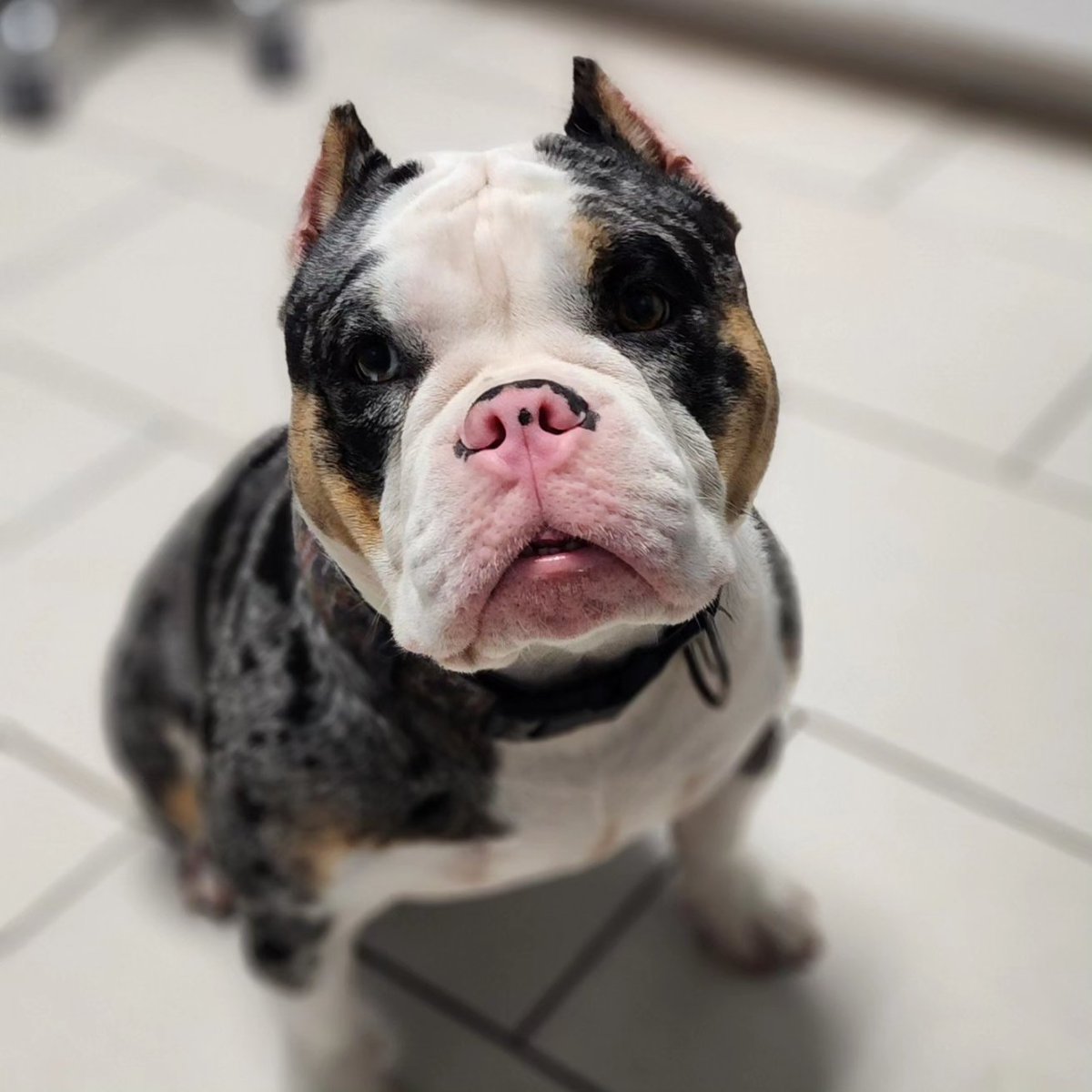 NoraPotts73's tweet photo. Say hello to my little friend! My roommate, my Dawg- WRAITH POTTS (Ray) #dogsofinstagram #americanbully #trimerle #pitbull #norapotts https://t.co/mkmVqCamF9