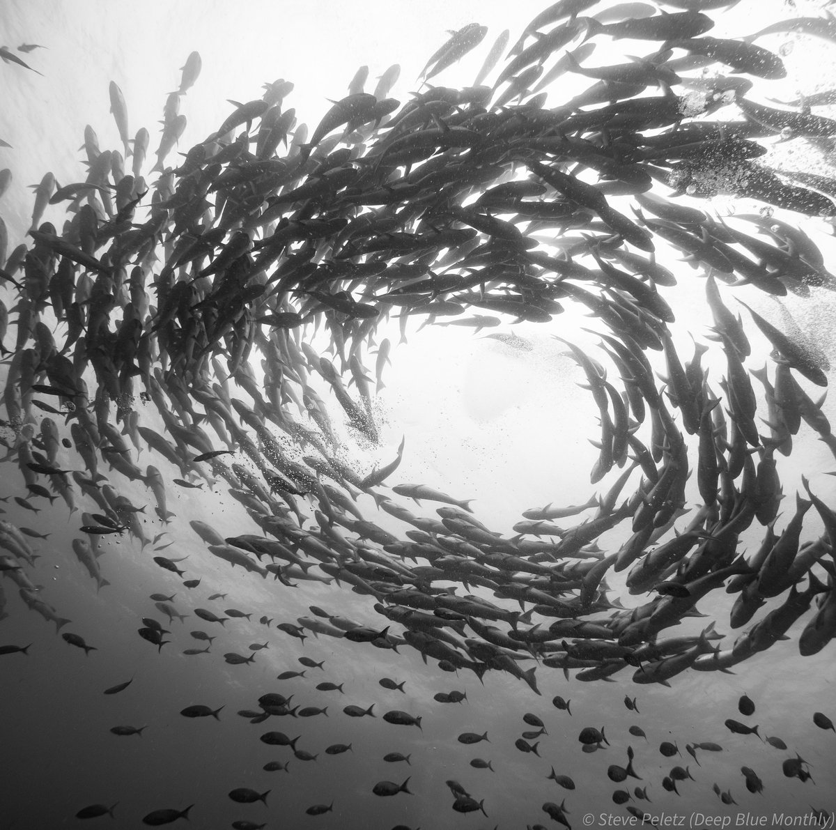 During the last Cocos Island expedition, acoustic tags were applied to 12 sharks. This is important to take more effective measures for the conservation of these species.