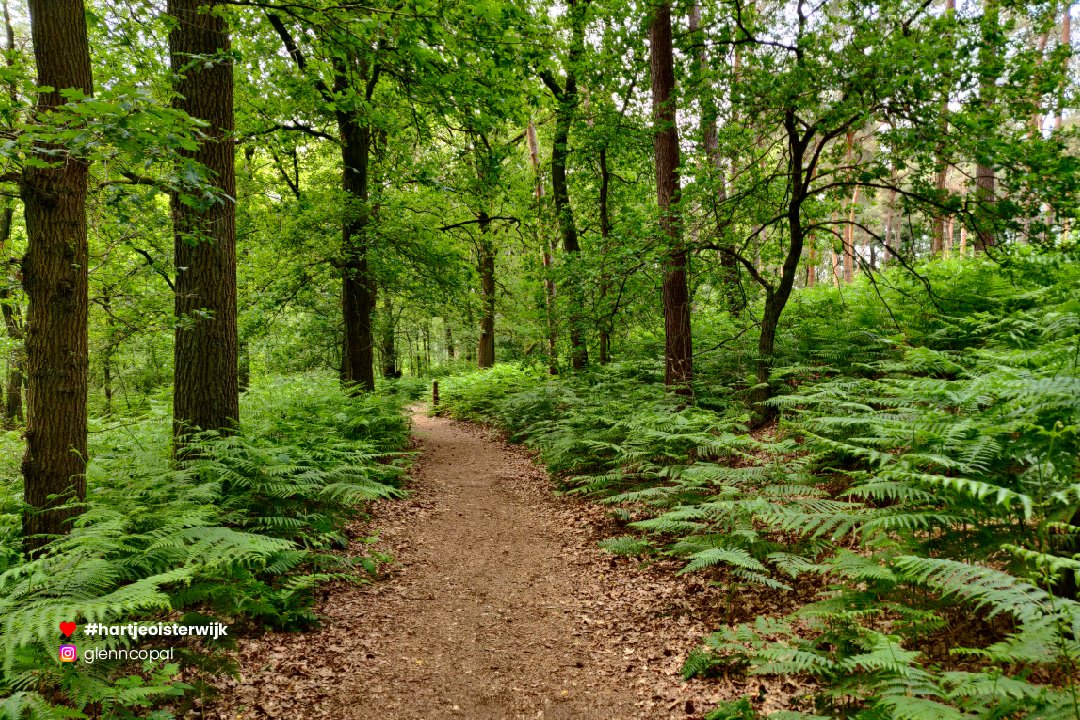 📷 Foto: Glenn Copal
🔎 instagram.com/glenncopal/
♥ 𝗭𝗲𝗹𝗳 𝗲𝗲𝗻 𝗺𝗼𝗼𝗶𝗲 𝗳𝗼𝘁𝗼? 𝗚𝗲𝗯𝗿𝘂𝗶𝗸 #hartjeoisterwijk

-
#naturephotography #nederland #noordbrabantdichterbij #oisterwijk #oisterwijksebossenenvennen #visitbrabant #nature #netherlands #visitnetherlands