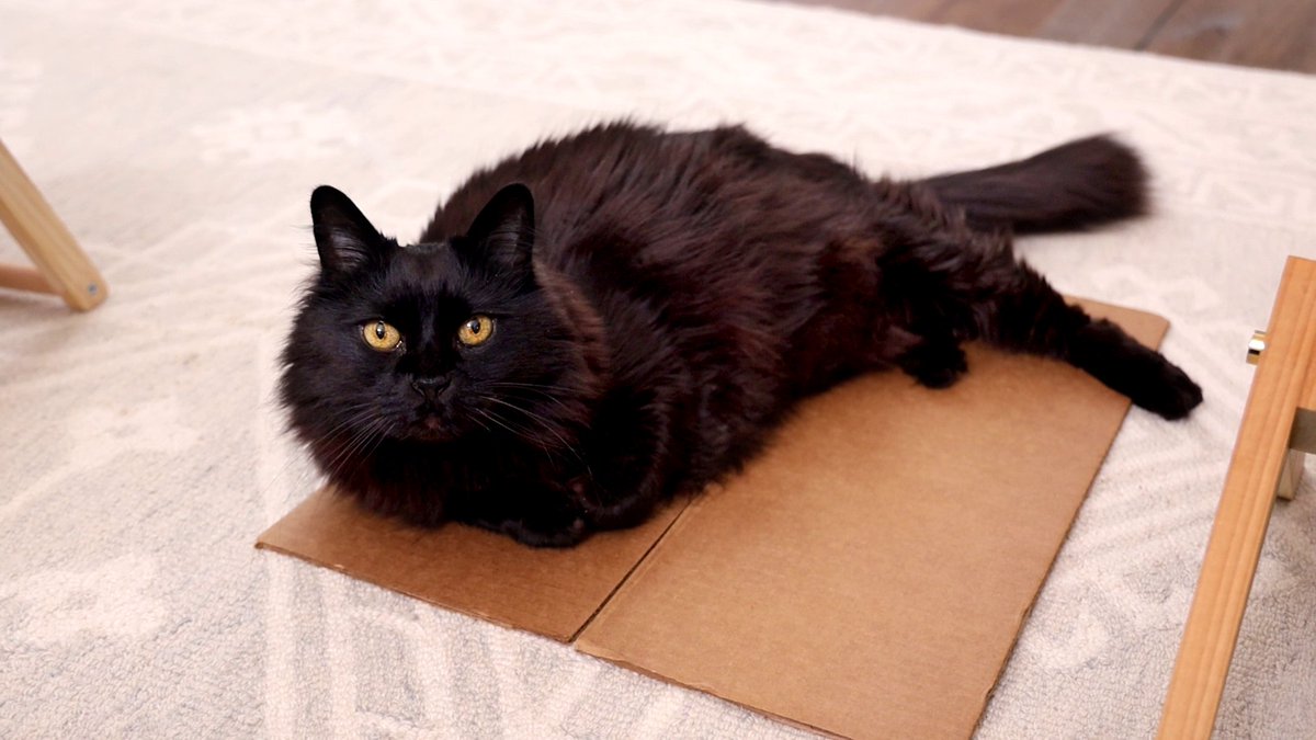 Evan & Katelyn tweet media