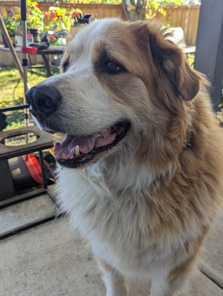 And a smiling good morning from Leeloo! It's gonna be a warm one, stay cool folks! #Dogs #Seattle #dogsoftwitter 
#giantbreed #greatbernese