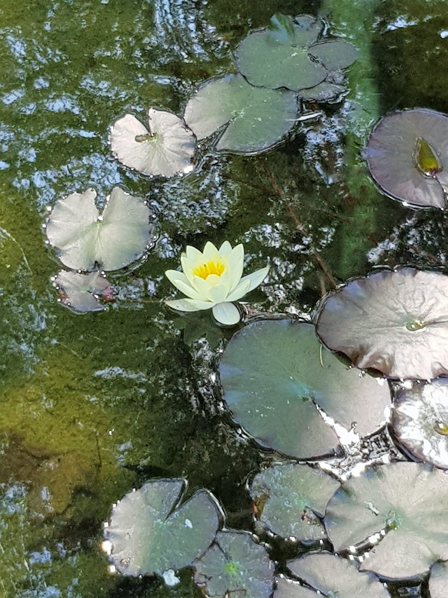 Ici aussi nous avons des nymphéas, modestes certes, mais jolis sous la lumière changeante.
#JoueLaCommeMonet 🎨🪷