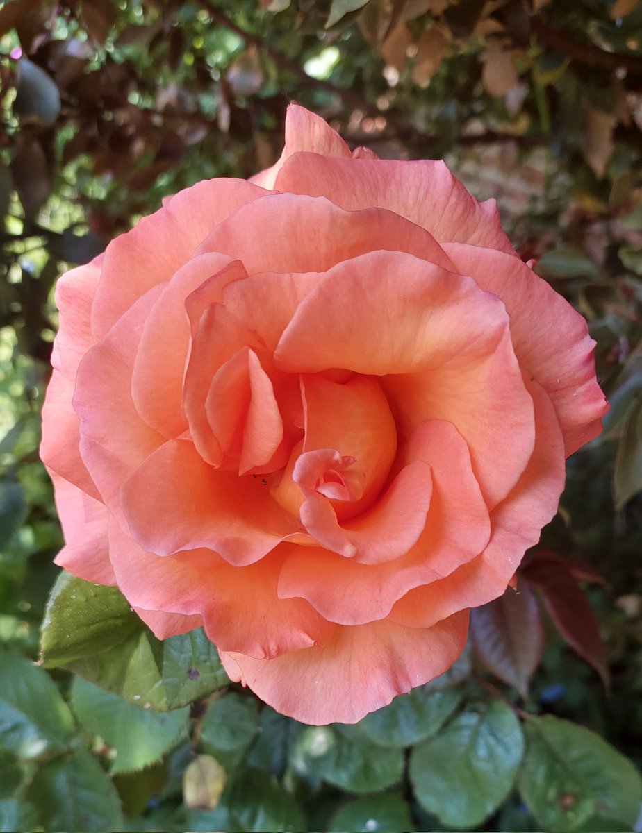 #RoseWednesday #Roses #FLOWER #flowerphotography #Flowers #NaturalBeauty #NaturePhotography #naturelovers #Beautiful_Flower #Beautiful_Flowerを枯らさない