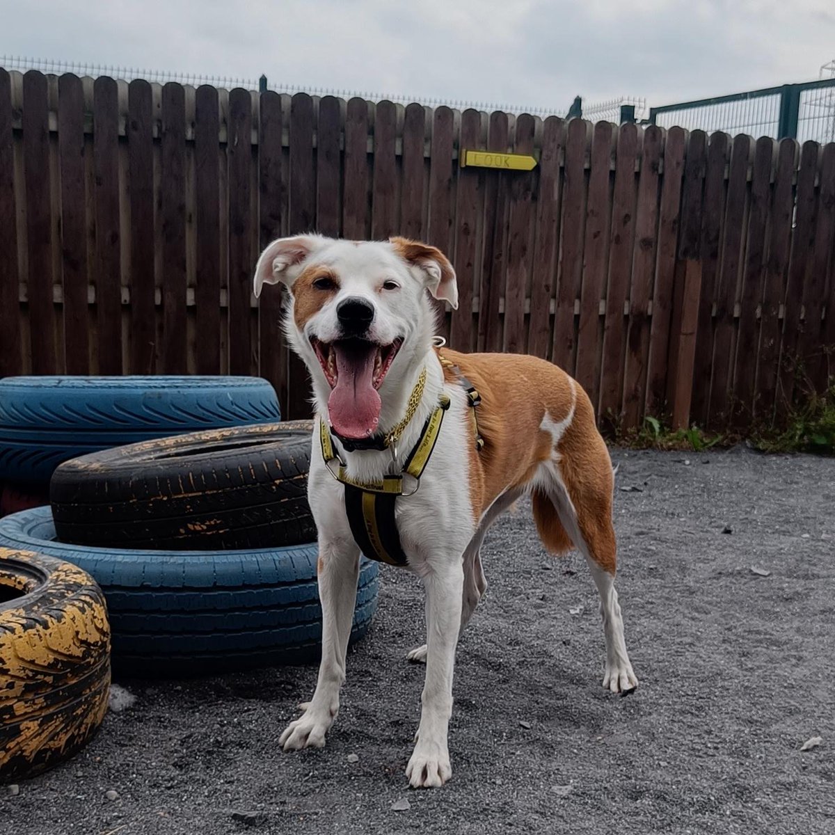 A Stella smile to brighten up your Wednesday!

dogstrust.ie/rehoming/dogs/…

#MidweekMotivation #Smile