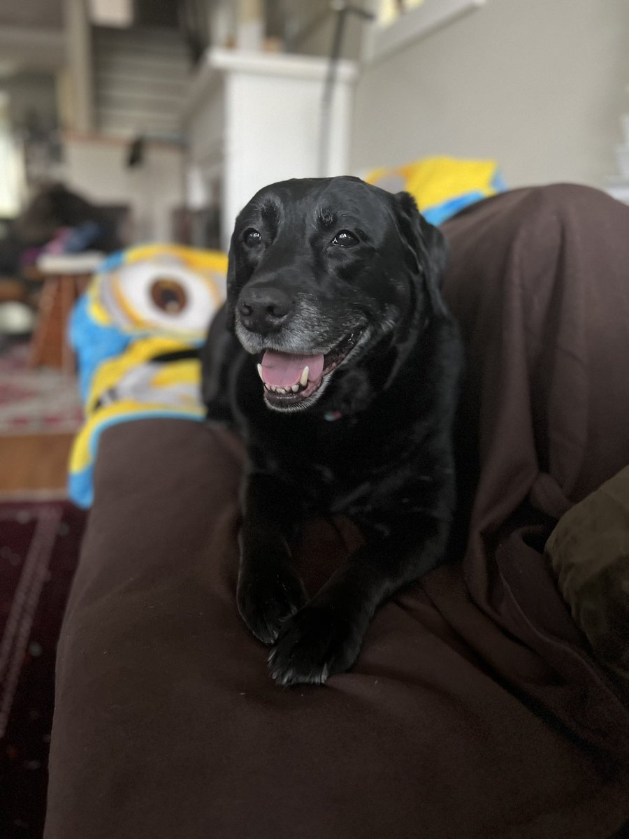 We got a new couch!  Mom keeps putting blankets on it cuz I kinda ruined da last one.  Not my fault the kids drop food for me to dig out… #dogs #labrador