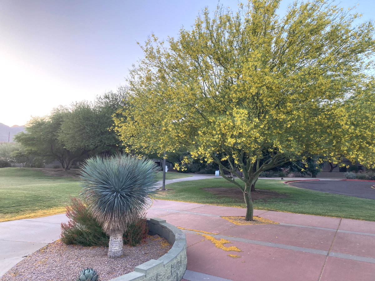 PeterCorbett1's tweet image. Palo Verde peaked and is losing its blooms. #azspring