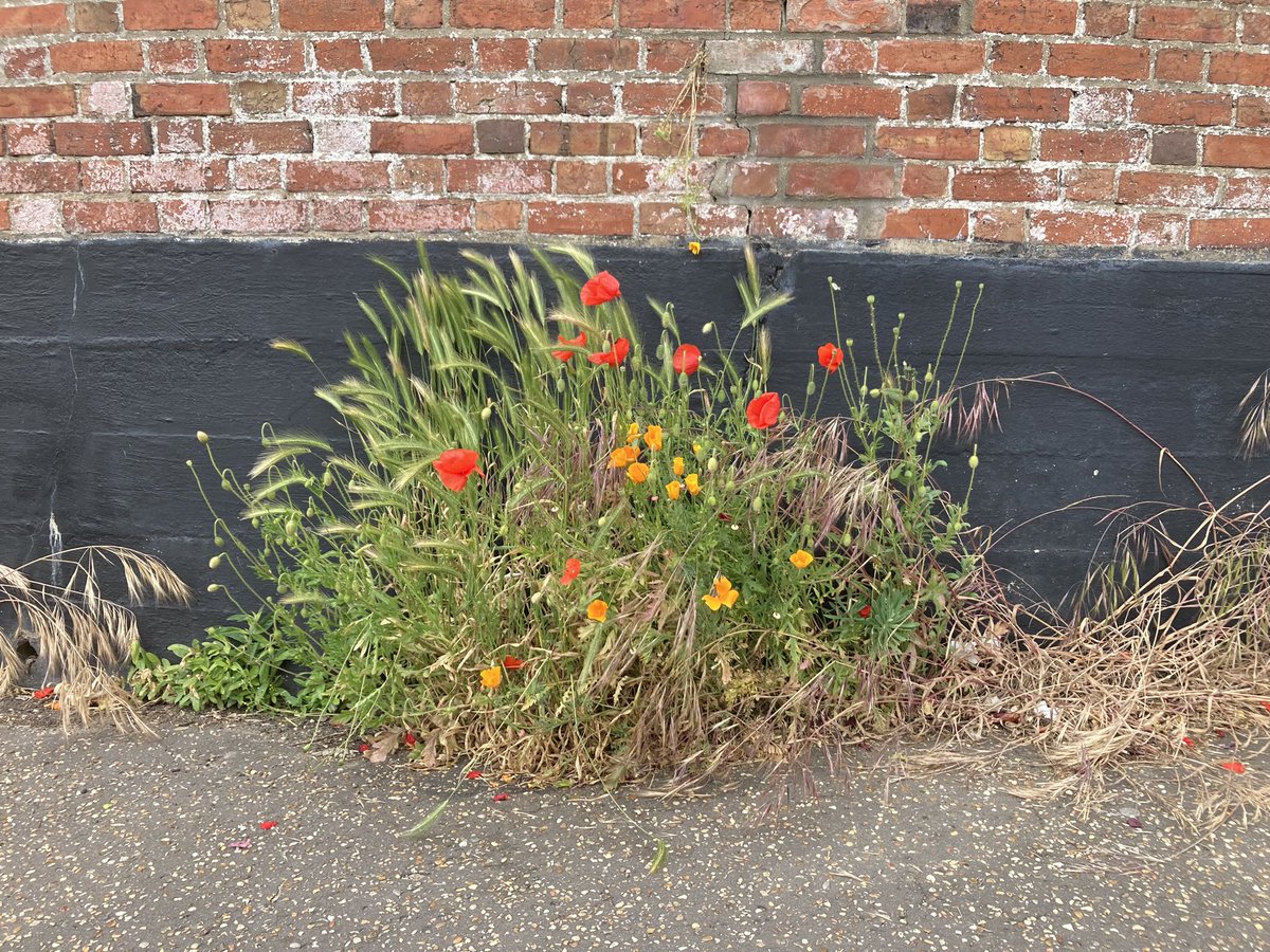 Wild_NG_'s tweet photo. SAVED!!!  We are delighted to announce our #poisonfreepavements campaign has resulted in Nottingham City Council agreeing to NOT routinely spray herbicides (glyphosate) on any streets across the whole of the Sherwood Ward in 2023. 
Wild times 🌱🌱🌱 https://t.co/vjfSSgRWJu