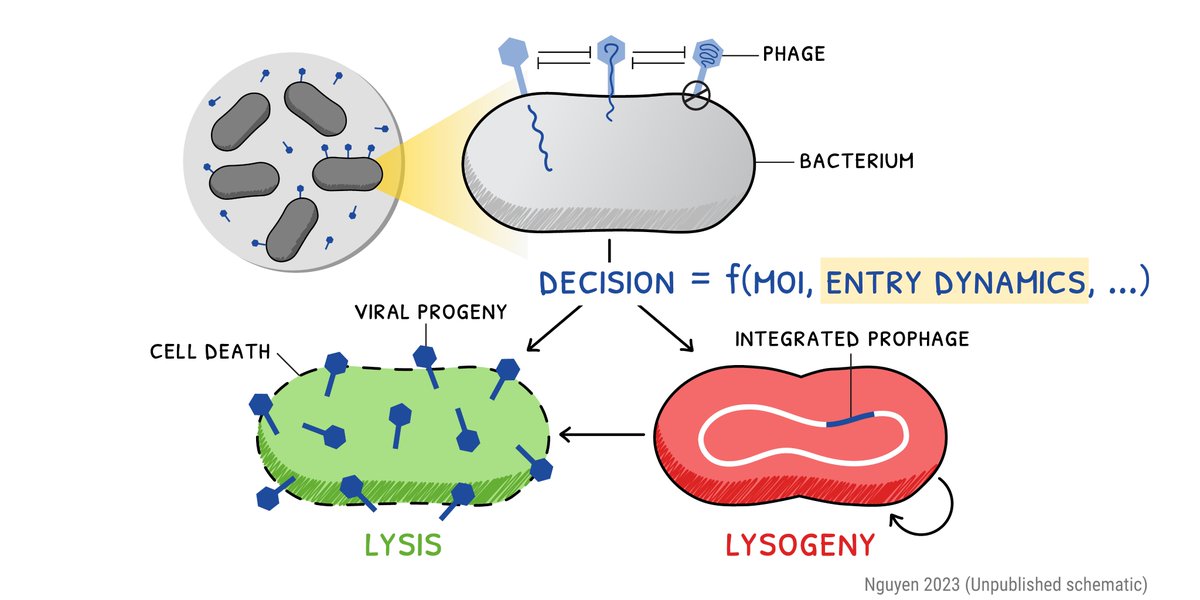 Incredibly excited to share my first #preprint with the Golding Lab: When multiple viruses infect the same bacterium, they slow or even prevent each other from entering the cell. Synopsis thread below for the themes we're tackling. Please retweet! [1/14]

doi.org/10.1101/2023.0…
