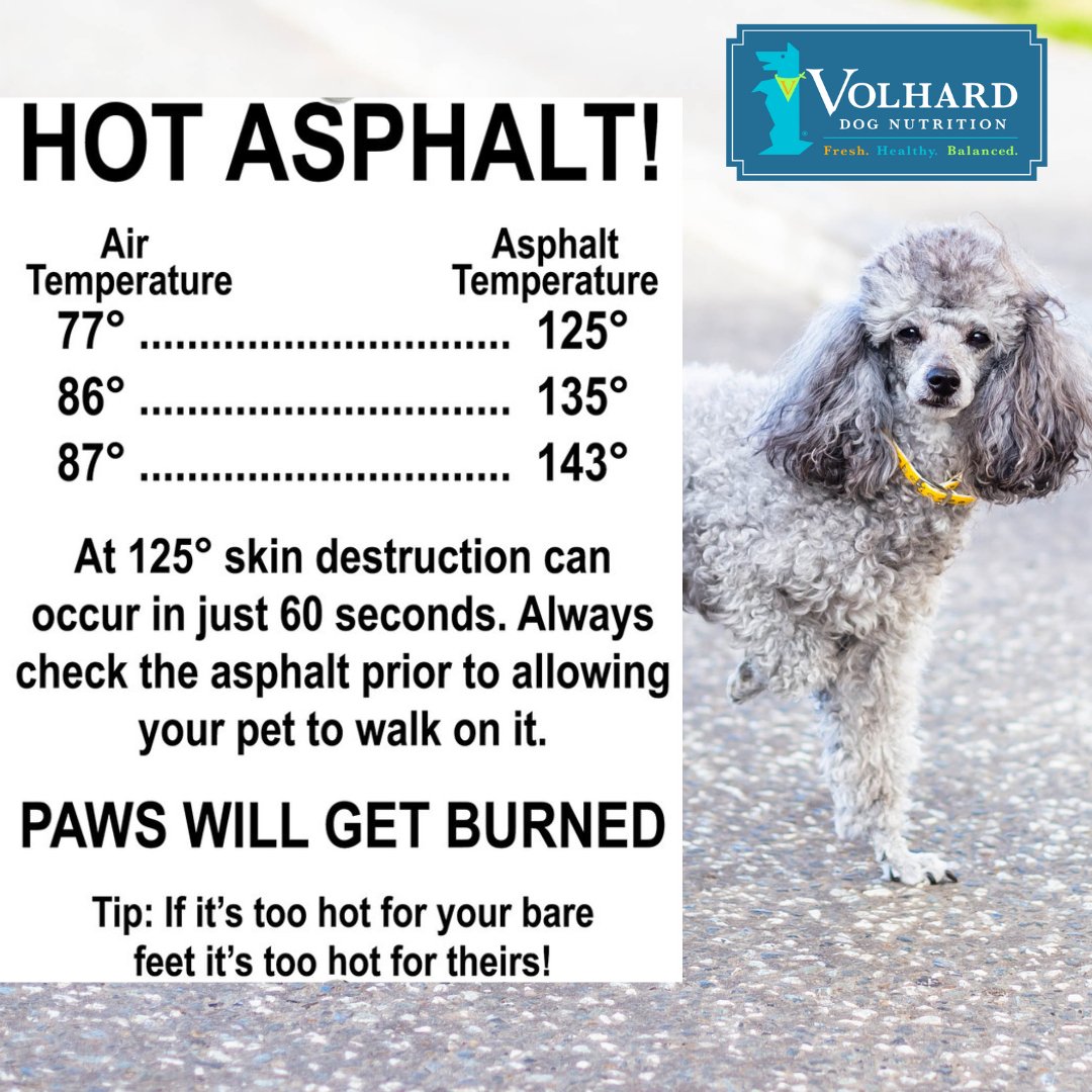 ⚠️ At 125° skin destruction can occur in just 60 seconds.⚠️ 

Always check asphalt prior to allowing your dog to walk on it. 🐶 If it's too hot for your bare feet it's too hot for your dog's paw.
.
.
.
#psa #volharddognutrition #petcare #dogcare #dogs #dog #puppy #doglove ...