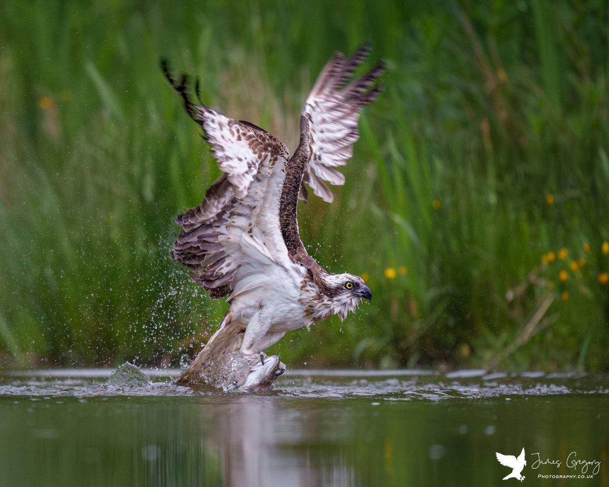 An #Osprey fishing in #Aviemore Scotland 🏴󠁧󠁢󠁳󠁣󠁴󠁿

#BirdsSeenIn2023
#scottishwildlife 
#TwitterNatureCommunity
@Natures_Voice