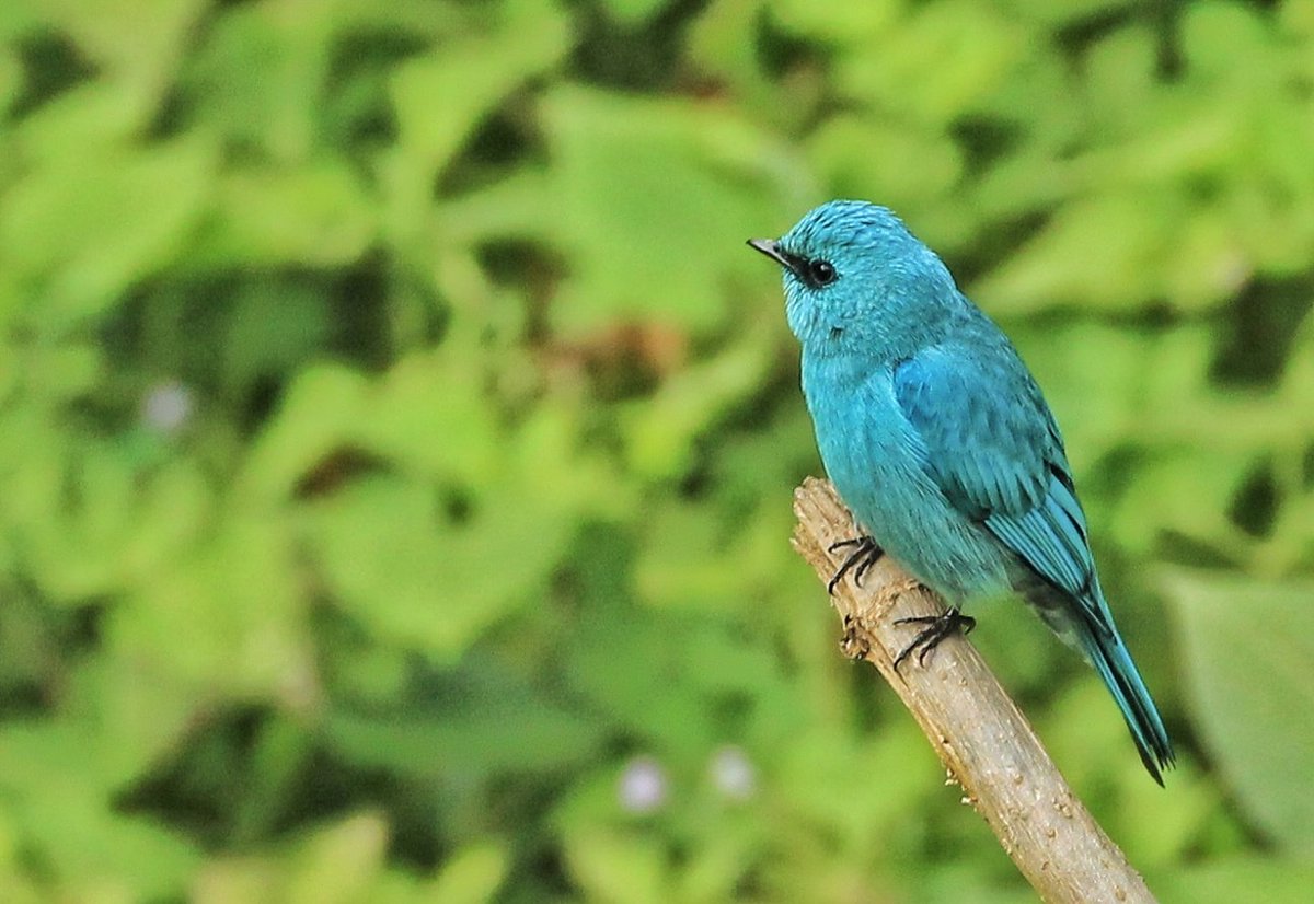 #VIBGYORinNature the blue one @IndiAves #IndiAves #birds