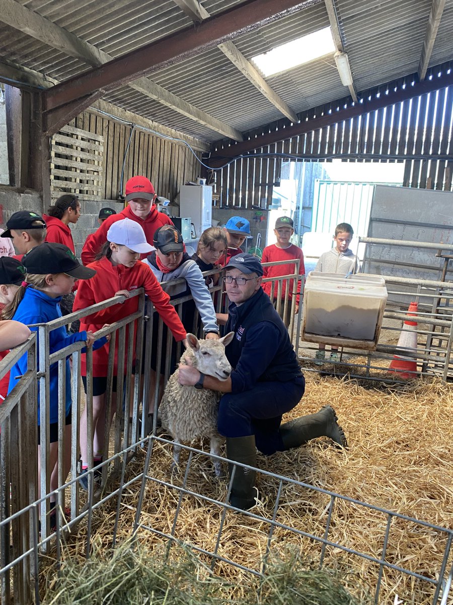 Am fore diddorol a brysur! Disgyblion Dosbarth Luc wedi cael diwrnod i'r brenin ar Fferm Gelli Aur. Diolch am y croeso mawr! #amaeth #ffermio #cefngwlad #ymacacwllanllwni #eliegwyddorolllanllwni