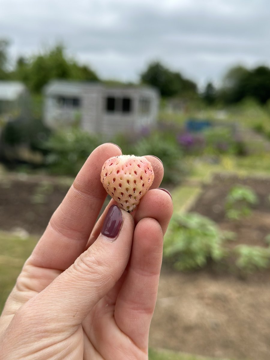 First pine berry of the season. A white strawberry with some hints of pineapple taste 🍓 🍍 I absolutely ADORE them! Whats your favourite soft fruit to grow? #allotment #garden #gardeningtips