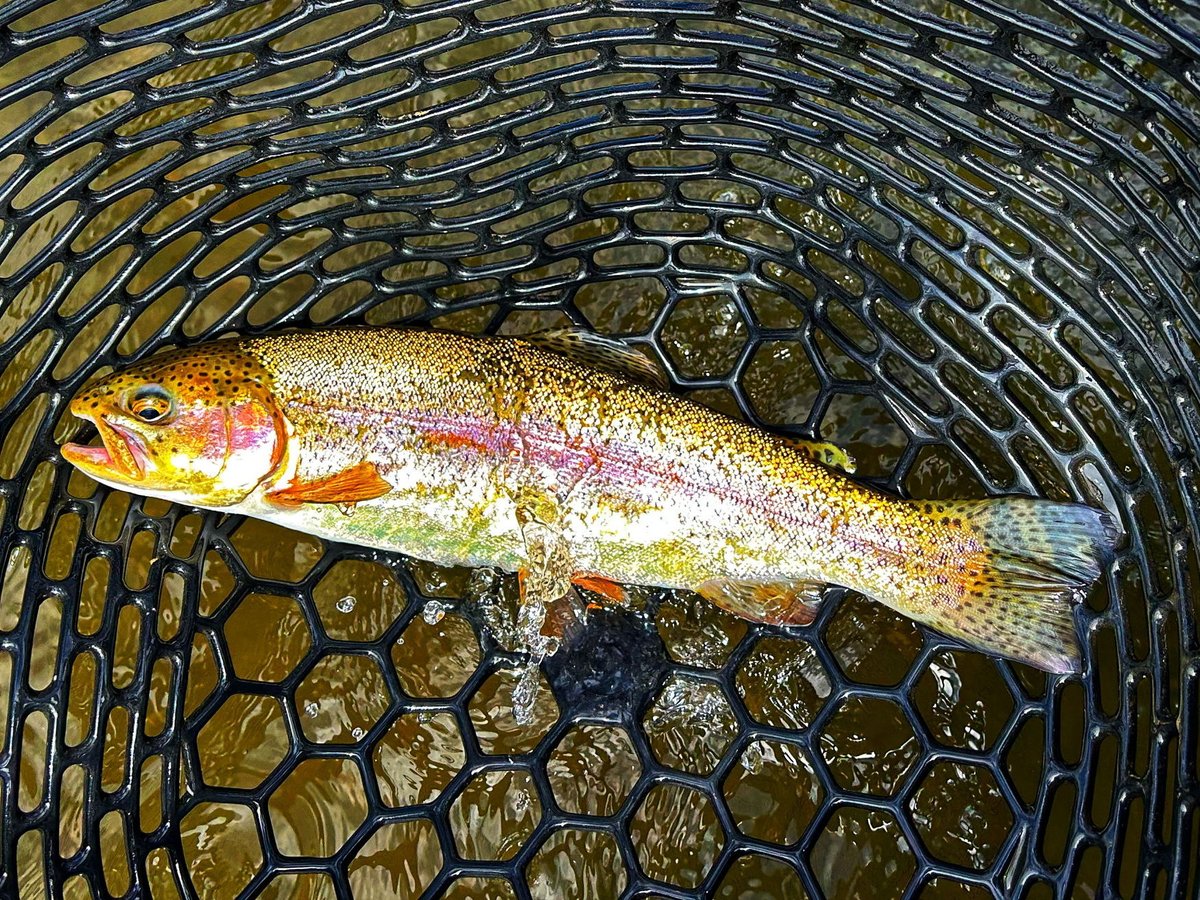 Articulate_Fly's tweet photo. Casting Angles with @macbrownflyfish
In this episode, Mac and I discuss summer strategies and early June conditions in Western North Carolina. Give it a listen! https://t.co/x43XD6BxCU
#castingangles #flyfishing #flycasting #smokymountains #nymphing https://t.co/js2lhspoiW