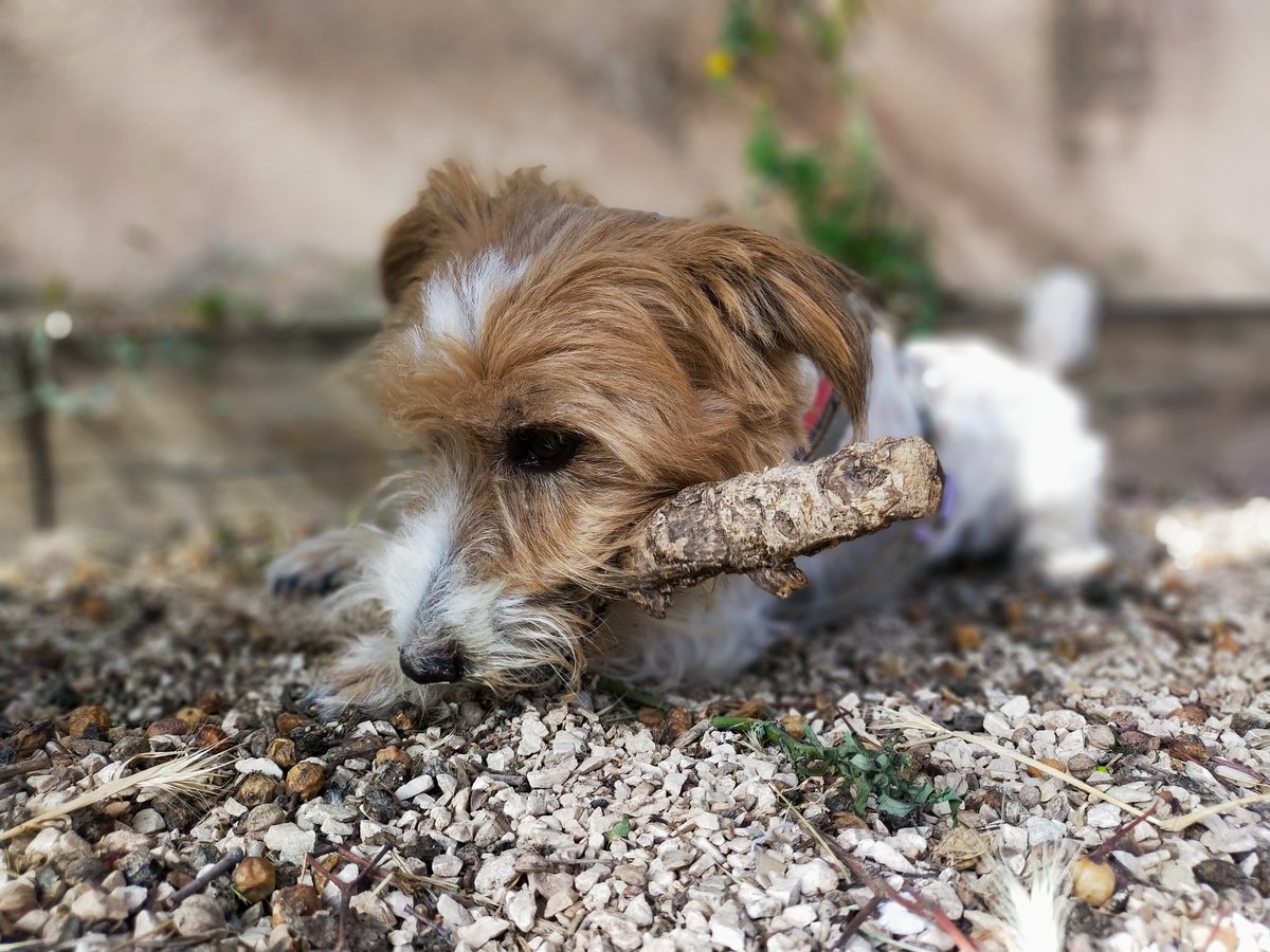 ShaMan_the_wolf's tweet photo. P'tite sortie avec mon amour de toutoune 🥰 https://t.co/Q1IRwmYRLQ
