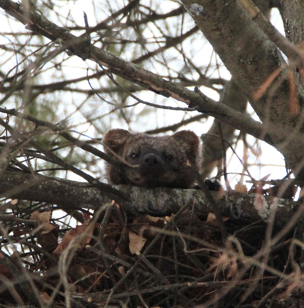 Live✨Laugh✨Lurk

This is the time of the year when fisher kits are quite demanding! They are still relegated to their den &amp; not full grown, but they’ve come a long way since being born in March or April and only being a few ounces.

#WildlifeWednesday

📷: Christopher Galantino