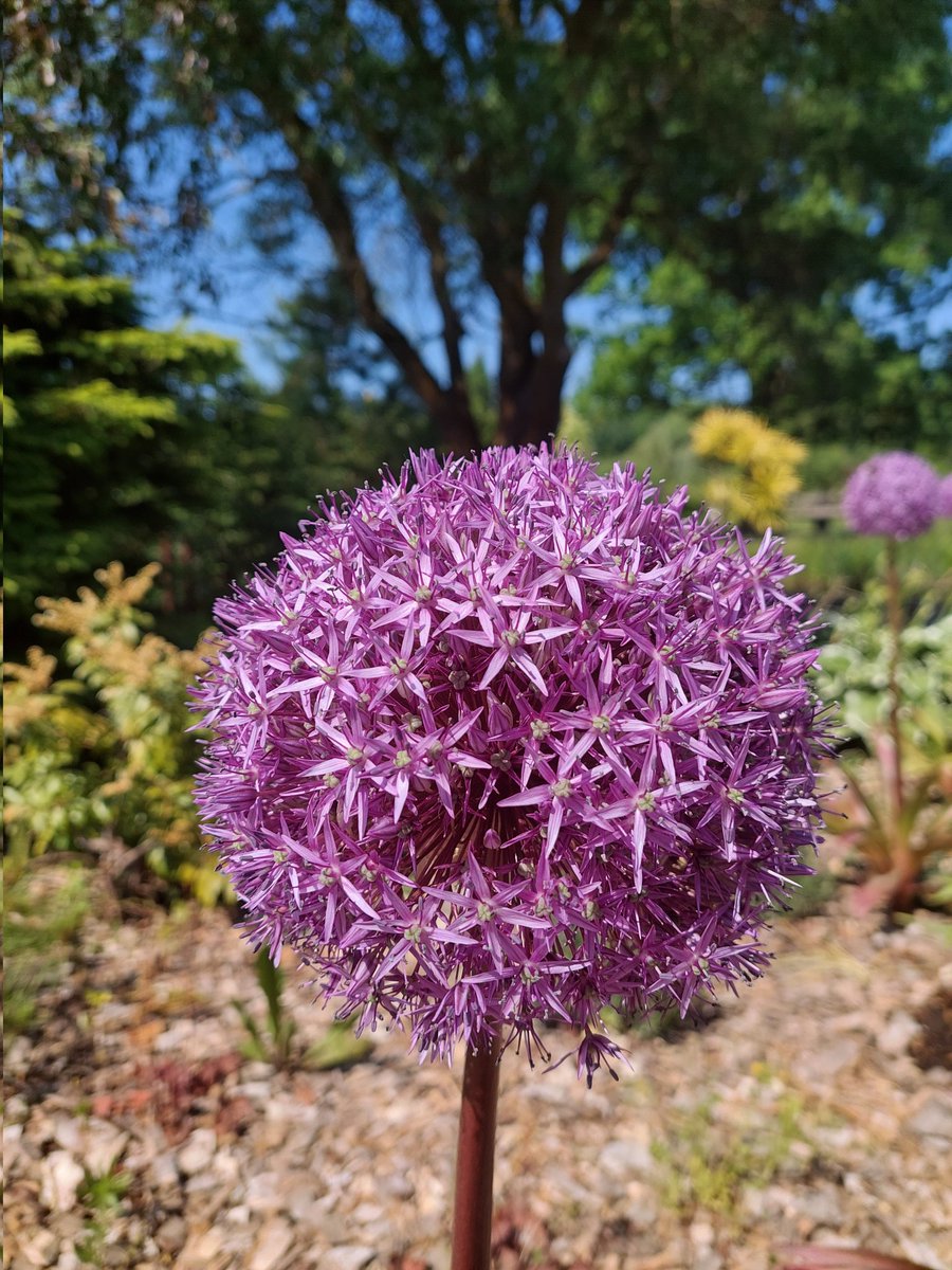 sarmuce's tweet image. Globemaster.