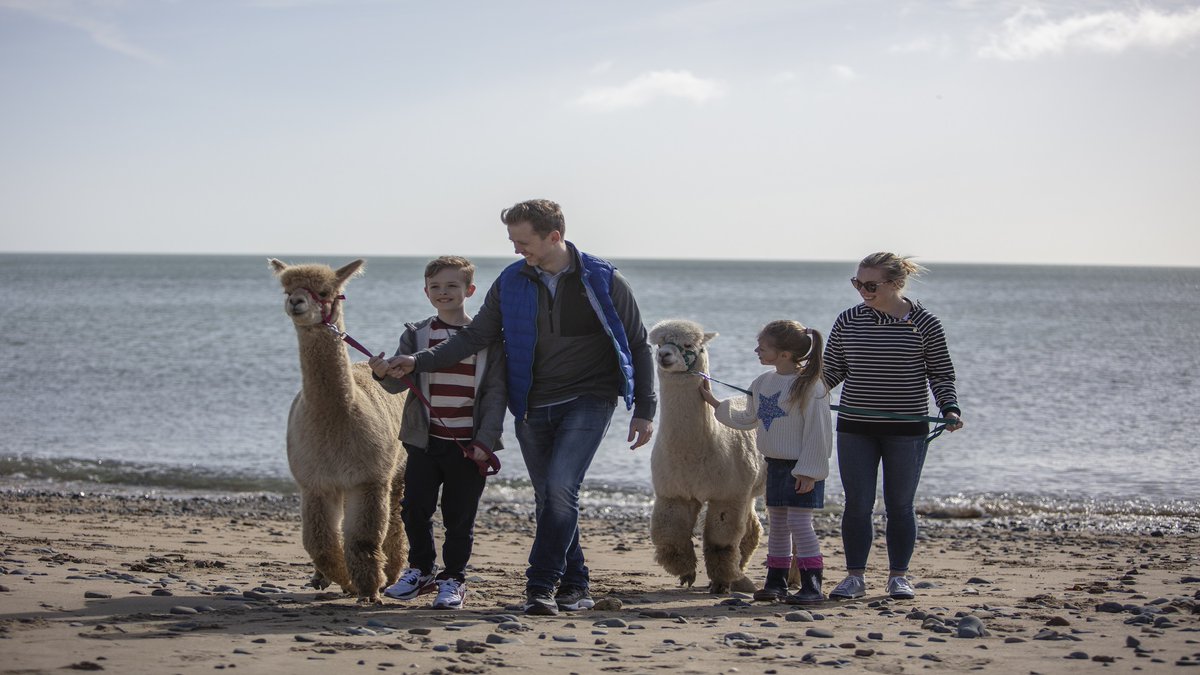 VisitMGS's tweet photo. Blue Skies &amp; Sunshine ☀️ Golden beaches
🏖️ and a gentle beach trek stroll with your cute,
adorable alpaca 🦙 is the perfect way to start your
weekend!

Book your beach trek through the link in our bio 😊

#VisitMourne #MourneMountains #MourneGullionStrangford
#Cranfield #Alpacas https://t.co/8eLwuU1uA0