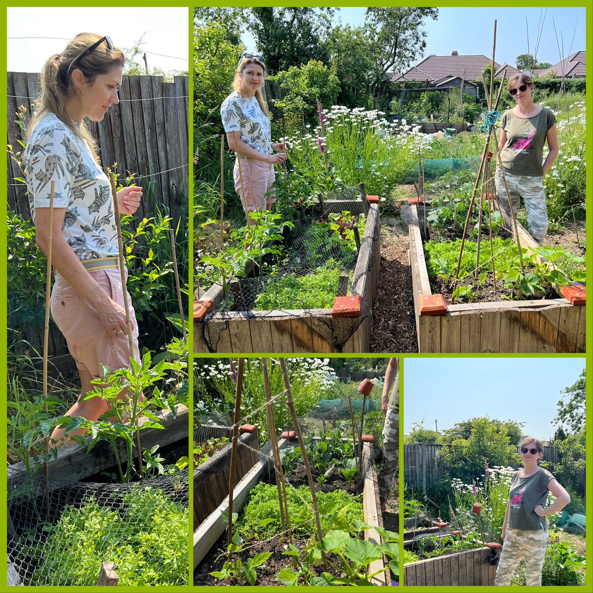 LymWild's tweet photo. We can’t do much 4 Ukraine but we can share some of Pennington community allotment with 2 #Ukrainian families. We’ve recycled my old garden gate to make 2 raised beds that mums planted & maintain. Sharing #GYO ideas & expertise @GYOmag @GYOWellbeingWk @LymoTweetUp @TransitionTog https://t.co/3GYoB4Ded8