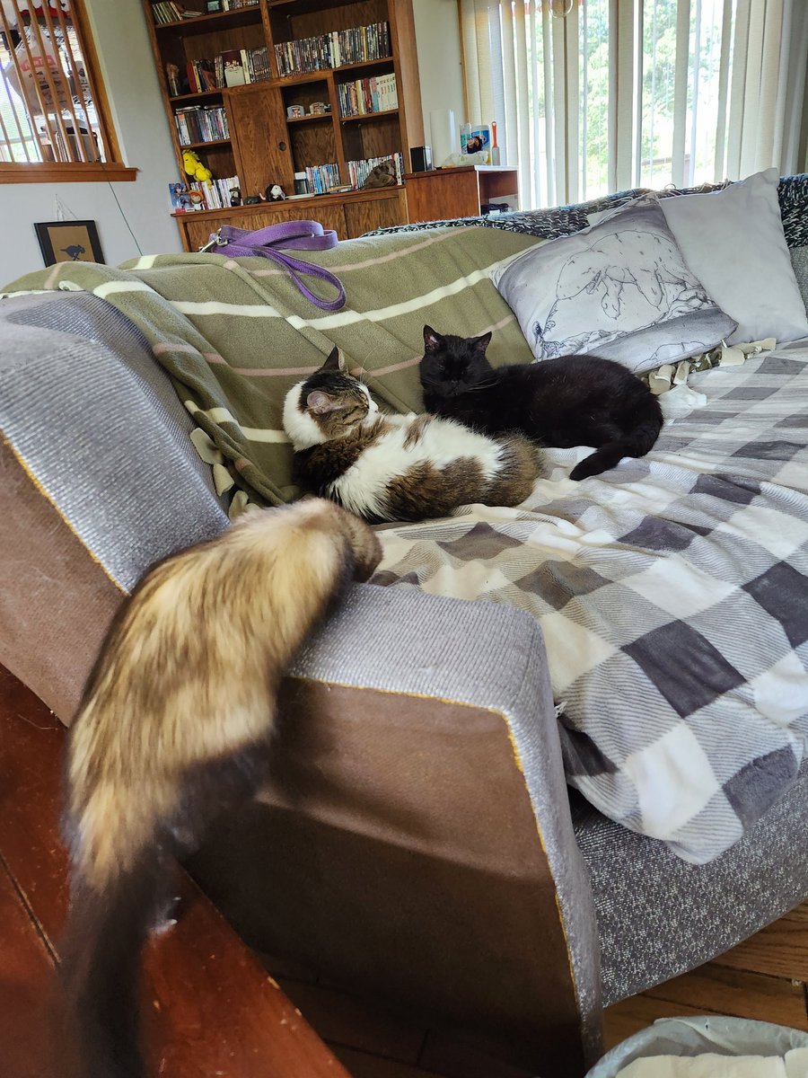 JulianGreystoke's tweet photo. Chai came to help me edit this morning... then abandoned me to hang out with the cats...
#editingferret #developmentaledit #bookedit https://t.co/SSAgb62L4m