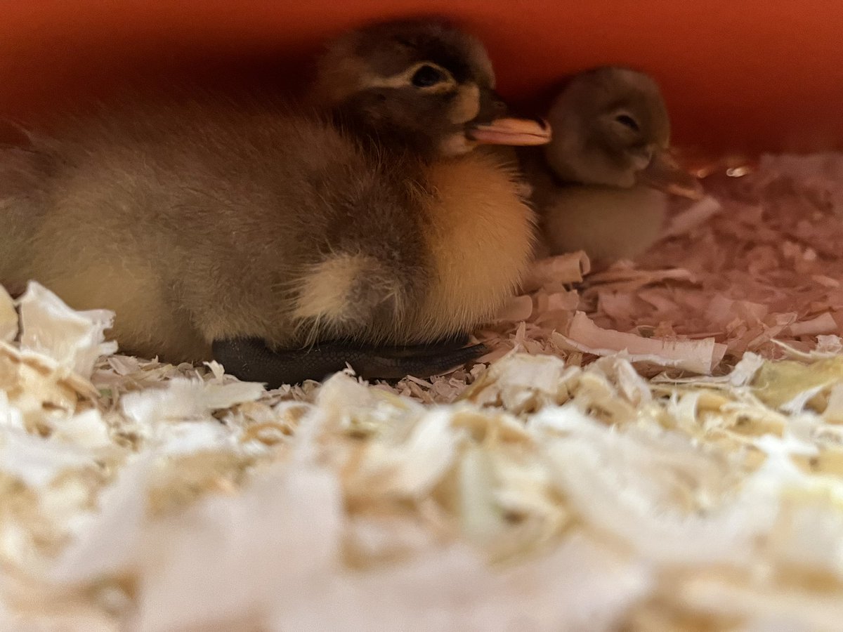 AngelaWideman3's tweet photo. Duck watch 2023.  So much anticipation and joy with the arrival of our ducklings! Introducing Brightbill, Chit Chat and TBA. @JohnstoneSchool https://t.co/uVViuF63XR