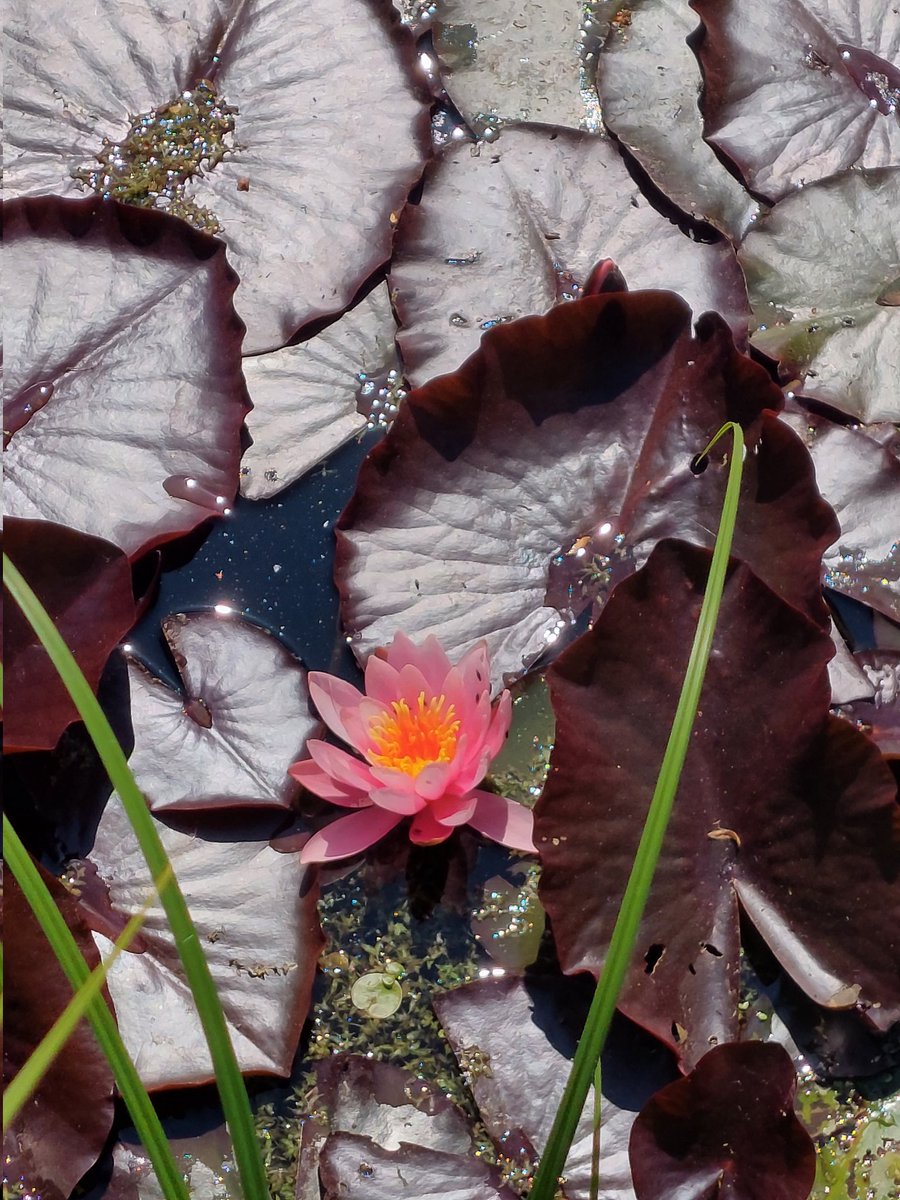 sarmuce's tweet image. Lēnām, bet pamatīgi 🌸