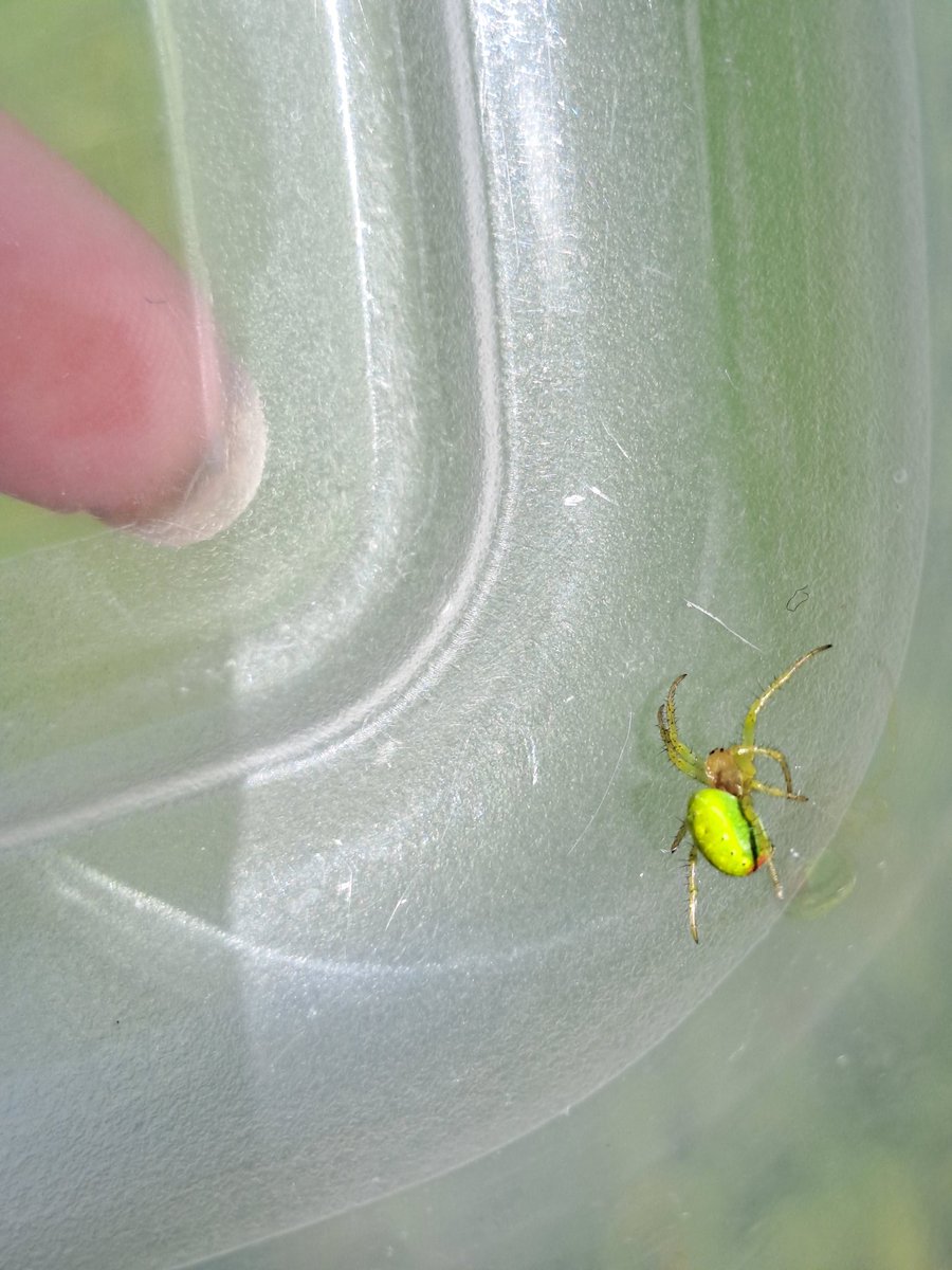 Neon spider! Anyone know what it's called? <a href="/BBCSpringwatch/">BBC Springwatch</a> #neonspider #spider #livinginnature