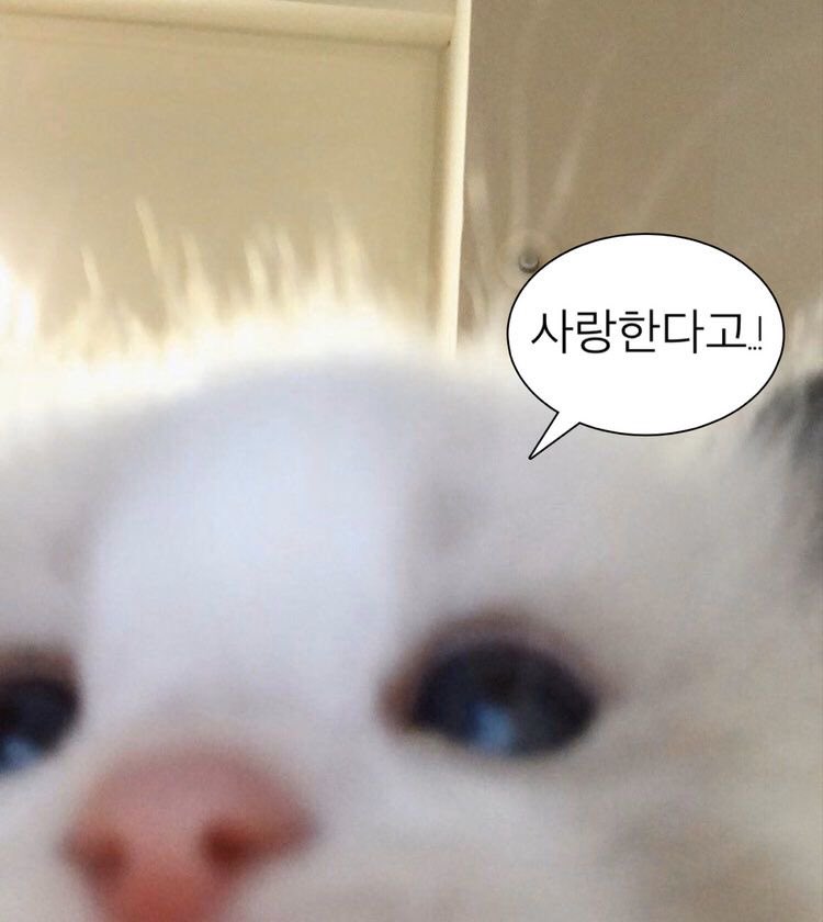 lollapang's tweet photo. 겸둥이 행복하세요 오늘도💙💙 https://t.co/5pzGxcAKfS
