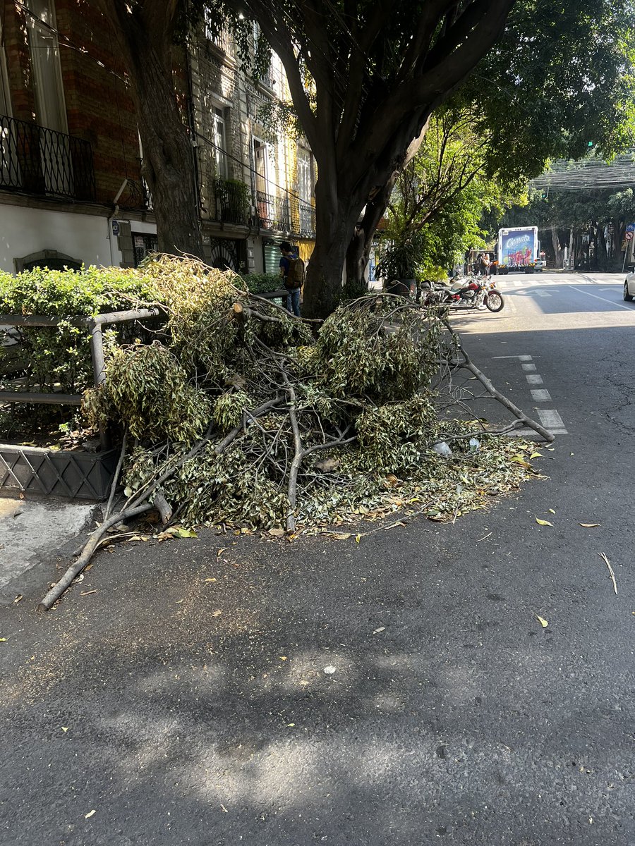 iibones's tweet photo. Hola buen dia, ya tengo dos semanas con esas ramas afuera de mi casa. El reporte ya esta hecho pero nadie ha ido a recogerlo @SandraCuevas_ @AlcCuauhtemocMx 
Es en la calle de valladolid casi esquina con Puebla https://t.co/OqojukpyJp