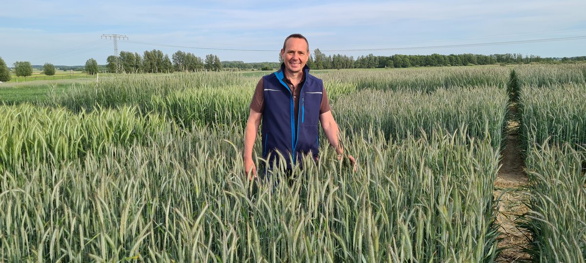 More than a genetic resource for wheat: <a href="/Stefan_Streng/">Stefan_Streng#plant_breeding</a> within semidwarf #rye. 
This #plantbreeding #innovation advances the Green Revolution by integrating a GA-sensitive dwarfing gene in hybrid breeding for genetic growth regulation &amp; to systematically exploit heterosis.