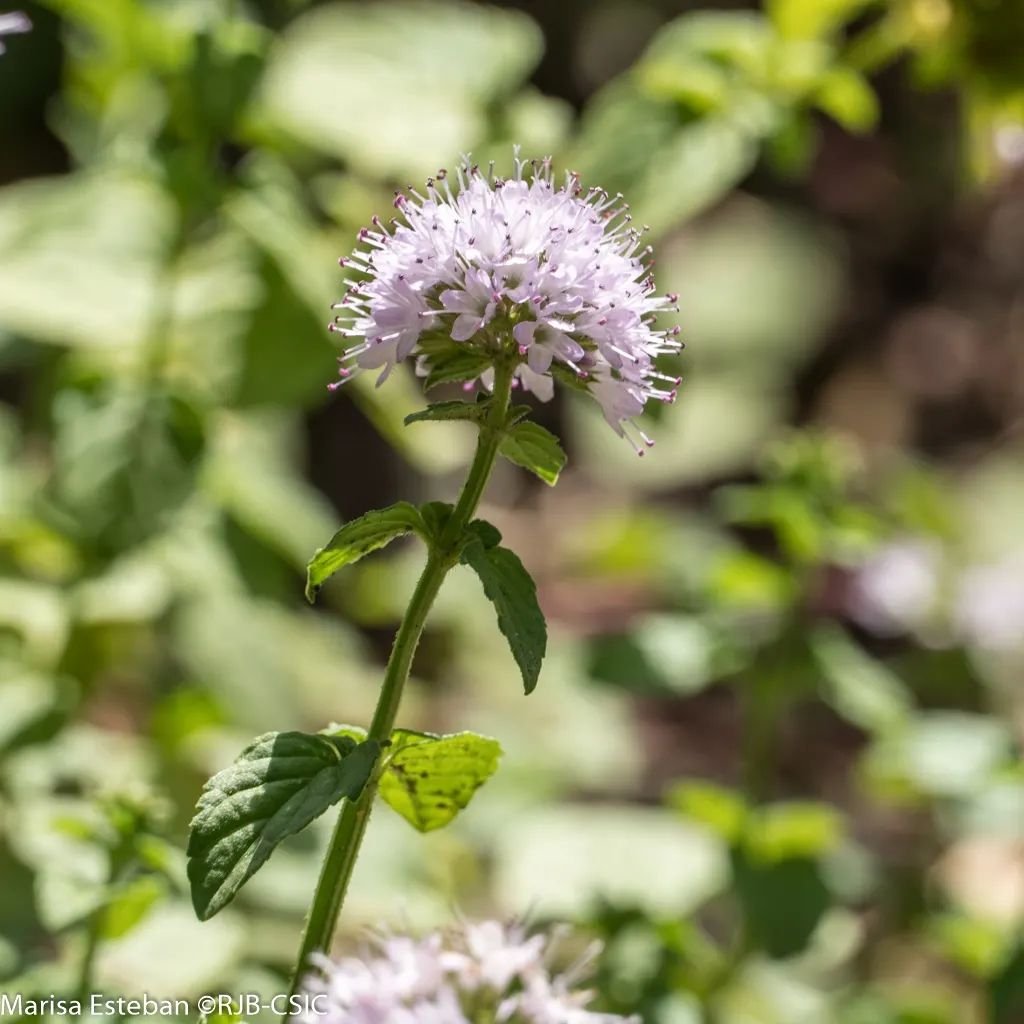 REAL JARDÍN BOTÁNICO tweet media